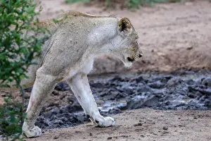 Big Five Prints: Adult lioness prowling around dried up muddy watering hole