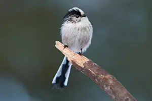 Tailed Prints: An adult Long-tailed tit (Aegithalos caudatus) close up while perched