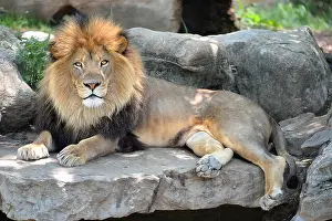 Adult male African lion laying on rocks