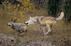 Wolf Prints: Adult male gray wolf chases yearling male in autumn, Rocky Mountains