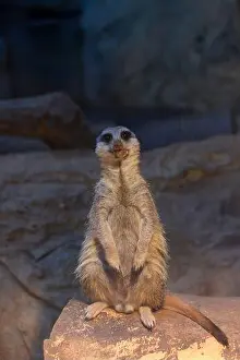 Captive Animals Prints: Adult male Meerkat Suricata suricatta or suricate in captivity in its glass cage in Sofia Zoo