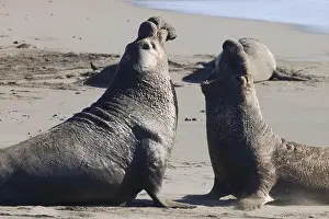 Breeding Grounds Prints: Adult male northern elephant seal bulls roar and battle at Piedras Blancas along Pacific Ocean coast in California