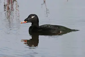 Drake Prints: Adult male White-winged Scoter (Melanitta deglandi) on water