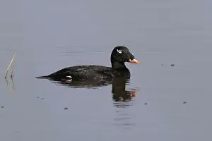 Drake Prints: Adult male White-winged Scoter (Melanitta deglandi) on water