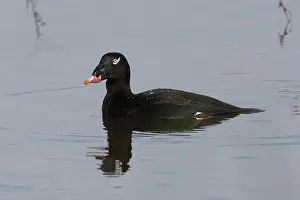 Drake Prints: Adult male White-winged Scoter (Melanitta deglandi) on water