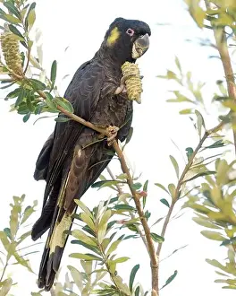 Adult Male Yellow-tailed Black Cockatoo (Calyptorhynchus funereus) eating Banksia seeds in NSW Australia