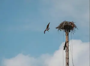 Buck Lake Prints: Adult osprey flying away from nest on man made pole on sunny day