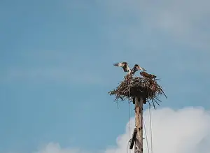 Buck Lake Prints: Adult osprey landing on nest with food for juvenile birds