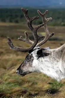 Presents Prints: An adult reindeer carabou side shot of head and neck with full velvet on the antlers
