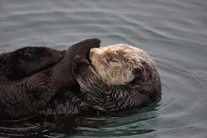 Marine Animal Prints: Adult sea otter curled up and holding its own foot while floating and sleeping in Morro Bay harbor