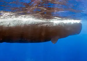 Cetacean Prints: An adult Sperm Whale (Physeter macrocephalus) in the Caribbean Sea