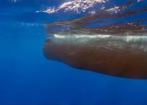 Cetacean Prints: An adult Sperm Whale (Physeter macrocephalus) in the Caribbean Sea