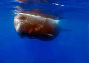 Cetacean Prints: An adult Sperm Whale (Physeter macrocephalus) in the Caribbean Sea