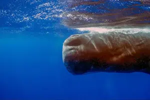 Cetacean Prints: An adult Sperm Whale (Physeter macrocephalus) in the Caribbean Sea