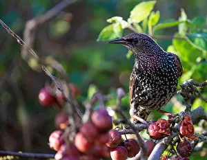 Perch Prints: Adult Starling in Winter Colours Perching in a Crab-Apple Tree Looking for Food in a Garden in Alsager Cheshire England