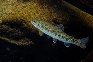 Riverbed Prints: Adult trout