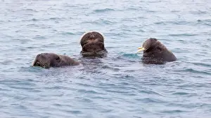 Spitsbergen Prints: Adult walruses, Odobenus rosmarus