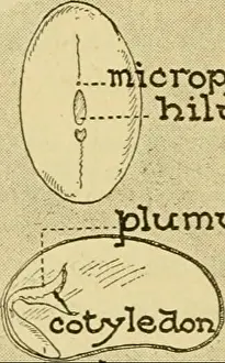Bookdecade1920 Prints: Advanced biology. Biology; Physiology; Reproduction