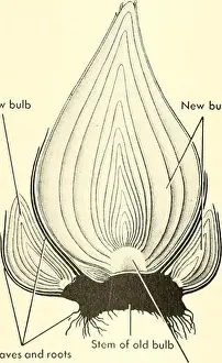 Booksubjectbiology Prints: Adventures with animals and plants