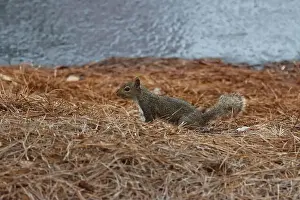 Sciurus Carolinensis Prints: An adventurous little squirrel exploring its environment