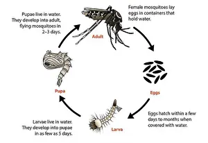 Fever Prints: Aedes Mosquito Life Cycle, Diagram