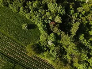 Hill Spring Prints: aerial drone flight over green meadows and forest in lower austria