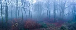 Cotswolds Prints: Aerial drone photo of autumn trees in thick fog weather conditions