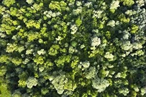 Images Dated 22nd July 2019: Aerial drone photo looking down on magical summer forest. Nature background. Landscape photography