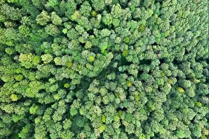 Aerial drone photo looking down on magical summer forest. Nature background. Landscape photography