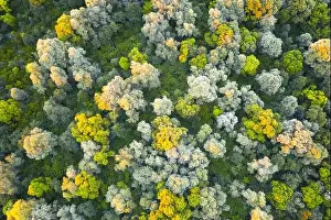 Aerial drone photo looking down on magical summer forest with warm sunbeams illuminating the trunks and leaves. Nature background