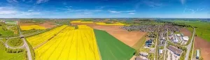 Power Plant Prints: Aerial drone picture of rape field in spring in typical bright yellow color during daytime