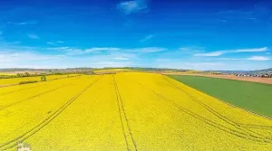 Power Plant Prints: Aerial drone picture of rape field in spring in typical bright yellow color during daytime