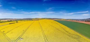 Power Plant Prints: Aerial drone picture of rape field in spring in typical bright yellow color during daytime