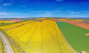Power Plant Prints: Aerial drone picture of rape field in spring in typical bright yellow color during daytime