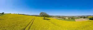 Baden Wurttemberg Prints: Aerial drone view, agricultural landscape with rape field