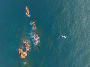 Aerial drone top view of beautiful waves crashing on the rocky island coast