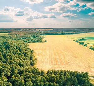Wheat Field Prints: Aerial drone view of the countryside