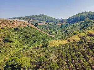 Arabica Prints: Aerial drone view of a green coffee field in Vietnam