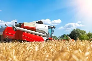 Harvester Prints: Aerial drone top view red powerful industrial combine harvester machine reaping golden ripe wheat cereal field