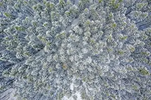 Aerial Drone View of Snow Covered Evergreen Christmas Tree Forest after Snow Blizzard - white beautiful treetops