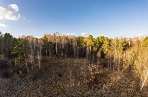 Fall Background Prints: Aerial drone view of stunning colorful autumn fall forest. Drone Aerial View Concept