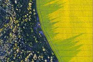 Aerial drone top view of yellow blooming field of rapeseed with lines from tractor tracks and green forest on sunny spring or summer day