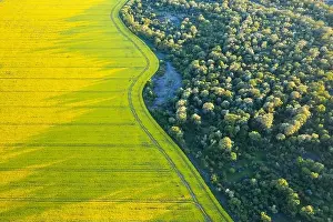 Aerial drone top view of yellow blooming field of rapeseed with lines from tractor tracks and green forest on sunny spring or summer day