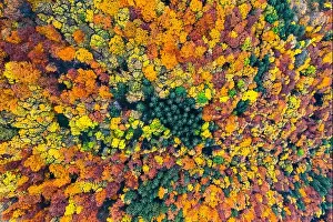 Aerial drone top down view. Yellow, orange and red autumn trees in colorful forest. Sunny day in autumn mountains