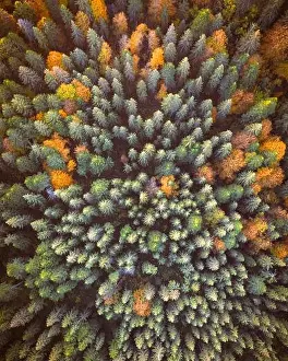 Aerial drone top down view. Yellow, orange and red autumn trees in colorful forest. Sunny day in autumn mountains