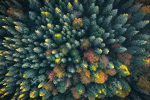 Aerial drone top down view. Yellow, orange and red autumn trees in colorful forest. Sunny day in autumn mountains