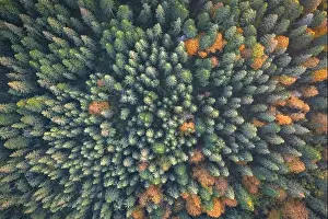 Aerial drone top down view. Yellow, orange and red autumn trees in colorful forest. Sunny day in autumn mountains