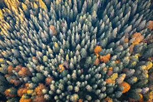 Aerial drone top down view. Yellow, orange and red autumn trees in colorful forest. Sunny day in autumn mountains