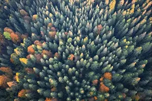 Aerial drone top down view. Yellow, orange and red autumn trees in colorful forest. Sunny day in autumn mountains