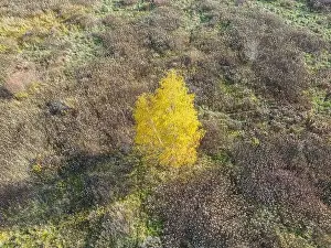 Vilnius Prints: AERIAL forest in amazing autumn shades with road hiding under treetops
